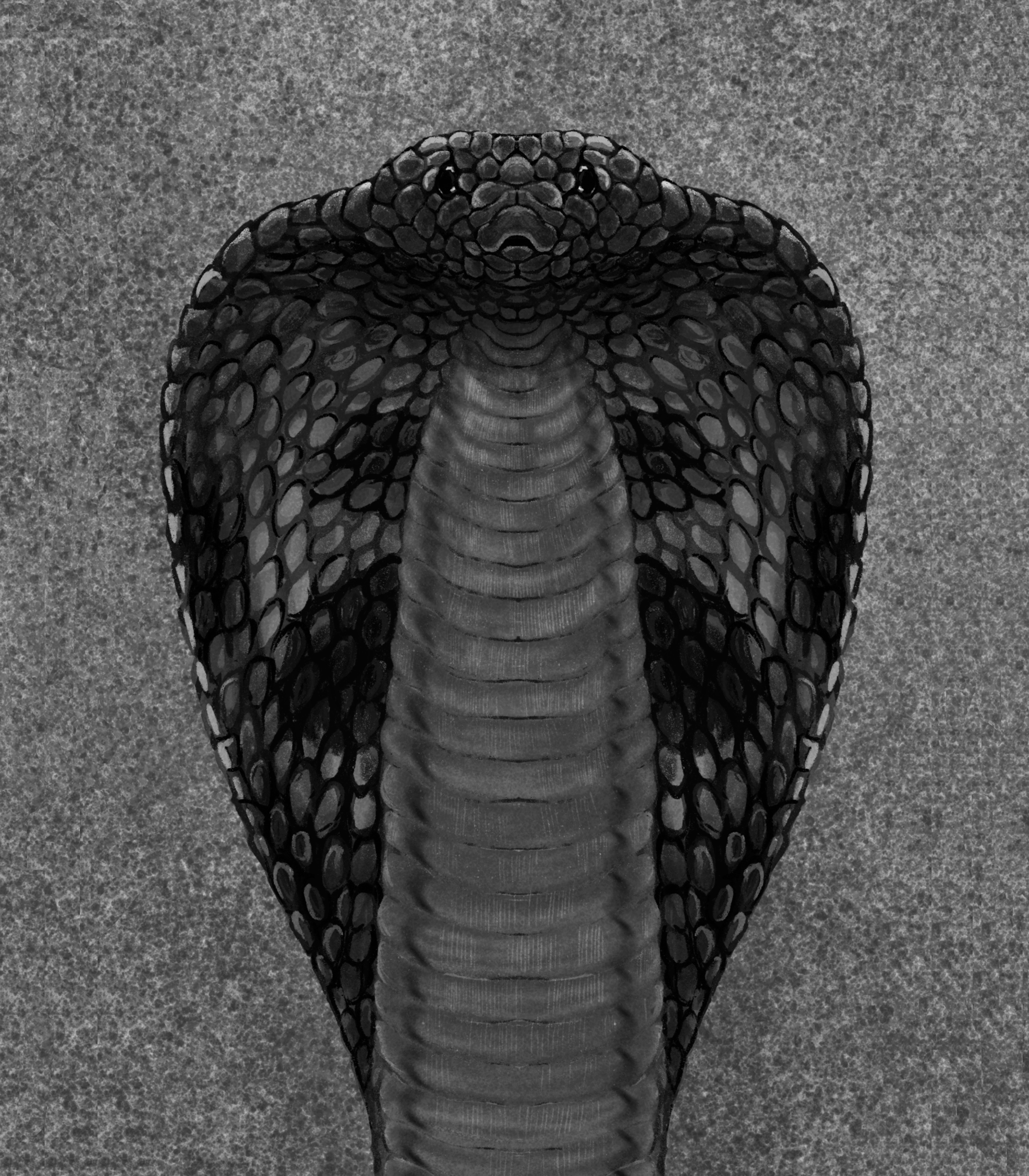 BOOK ILLUSTRATION - ANIMALIA INDICA on Behance (3).jpg