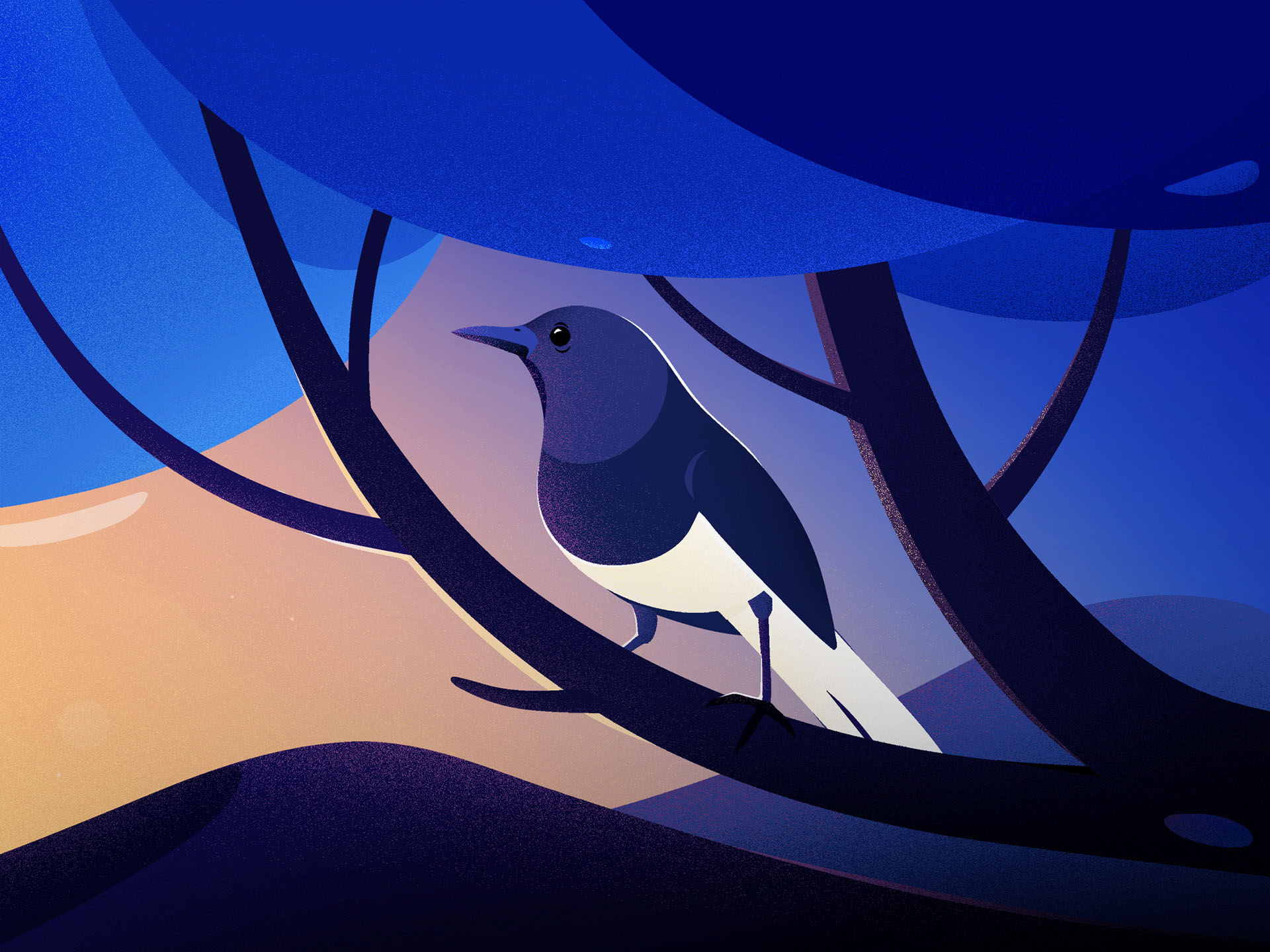 Kerala Birds birds ILLUSTRATION  art kerala Project Magpie-robin Great (4).jpg