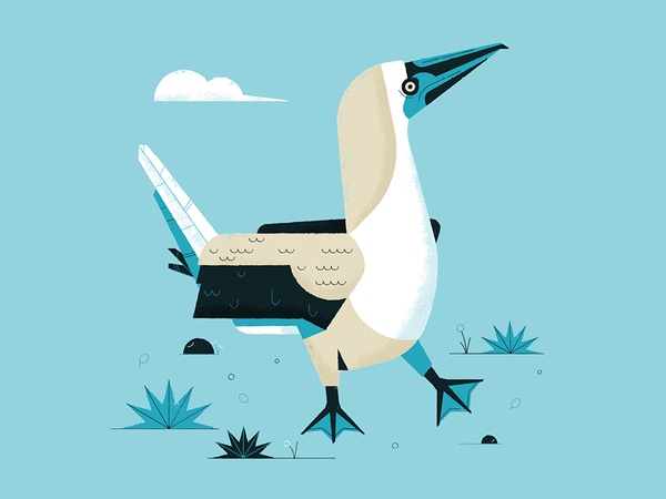 Blue footed booby conservation blue footed booby blue dancing nature w.jpg