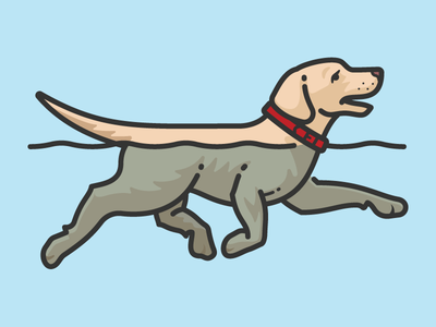 Swimming Labrador Retriever canine labrador retriever swimming dog dog.png