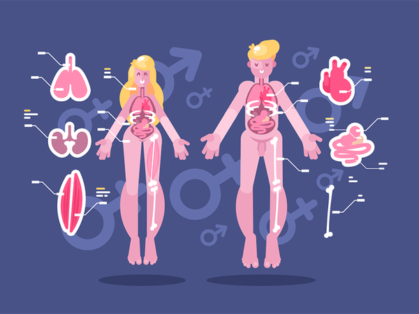 Anatomy of human body character organ internal bodies woman man body h.png