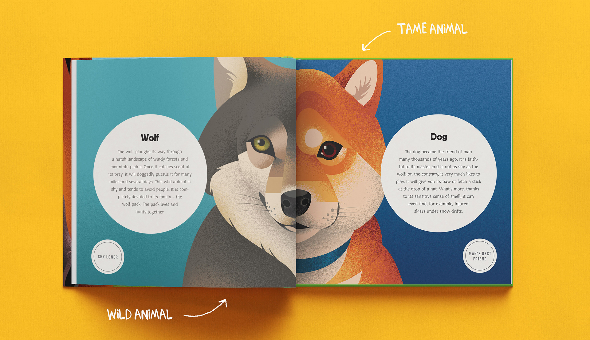 book childrens ILLUSTRATION  animals miminoshvili anano children lion (4).jpg