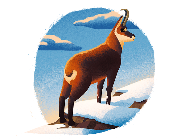 Chamois in snow childrensbook book animals chamois snow design animal.png