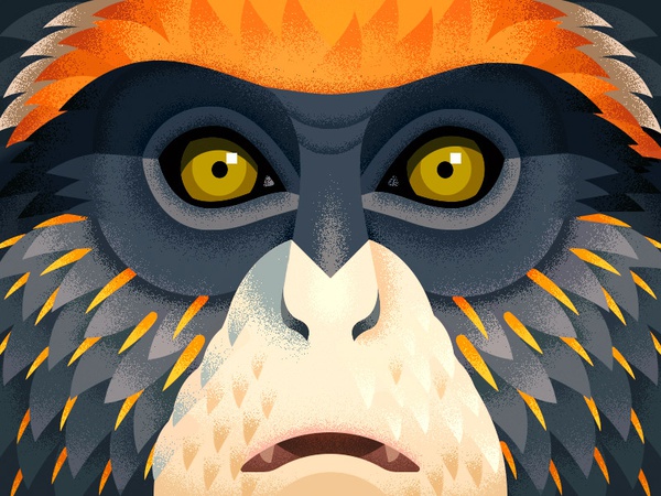 De Brazzas Monkey anano cute grumpy face debrazza animal geometric clo.jpg