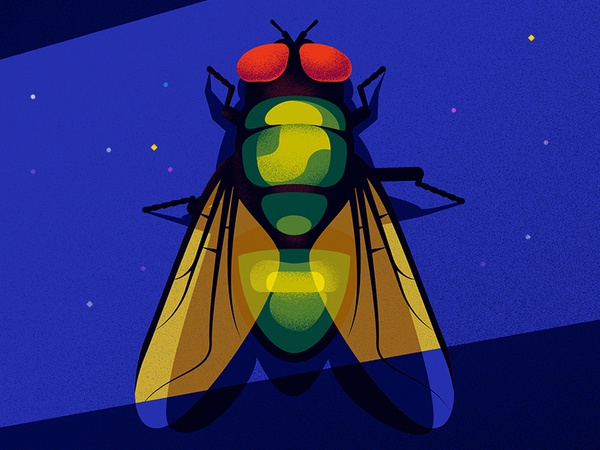 Green fly insects wings bug closeup light acid green fly insect textur.jpg
