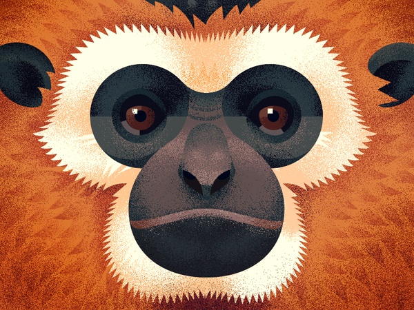 Grumpy gibbon anano grumpy face gibbon animal geometric close up textu.jpg
