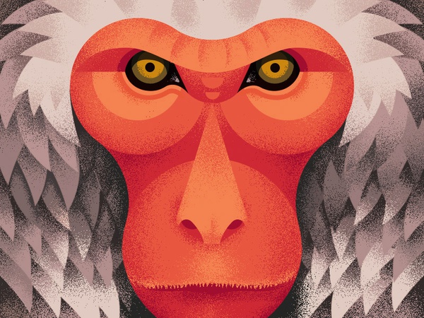 Japanese monkey japan anano red japanese animal geometric close up tex.jpg