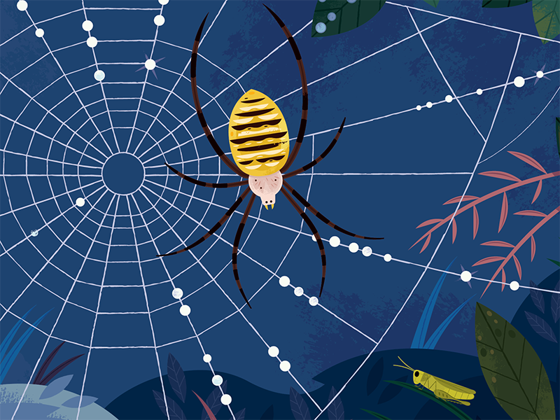 Spider wildlife nature insects spider animals illustration.png