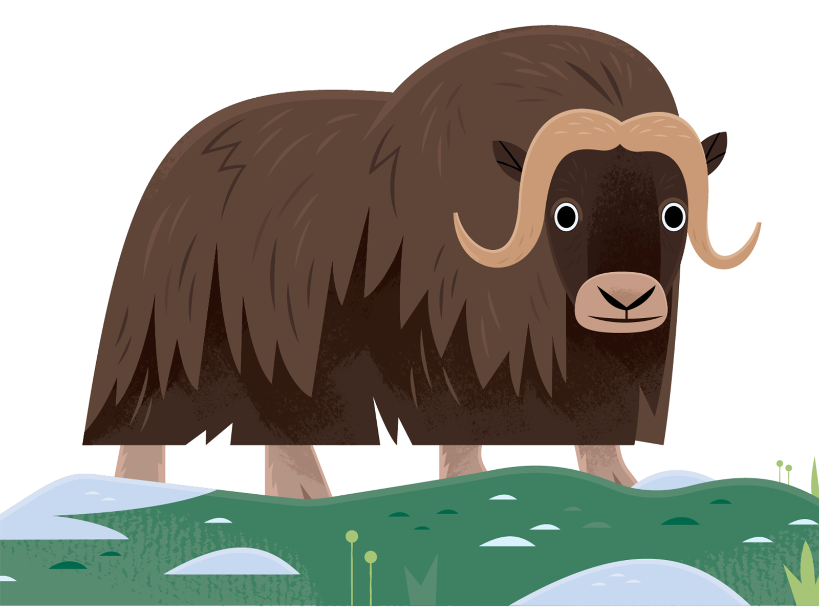 Musk Ox science vector wildlife nature design animals illustration.png