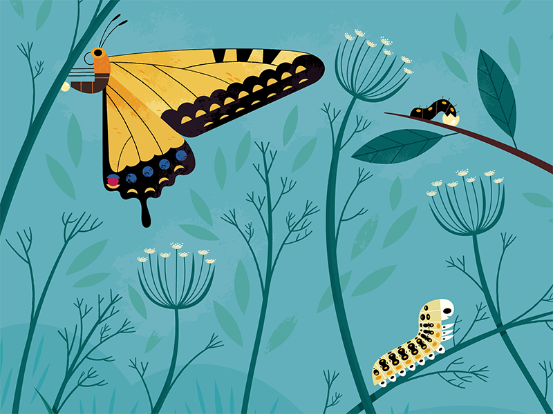 Giant Swallowtail plants garden science nature butterfly insects anima.png