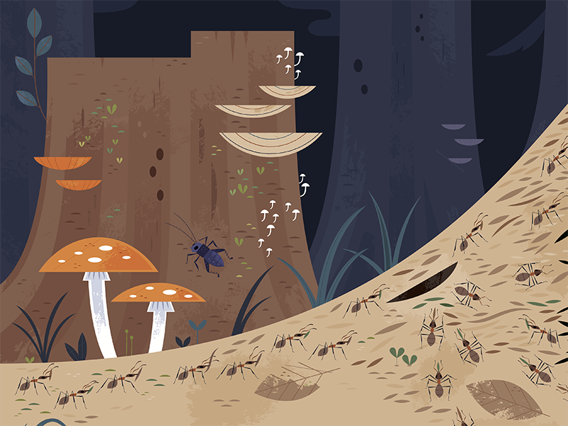Wood Ants ants insects forest animals forest science wildlife nature d.png