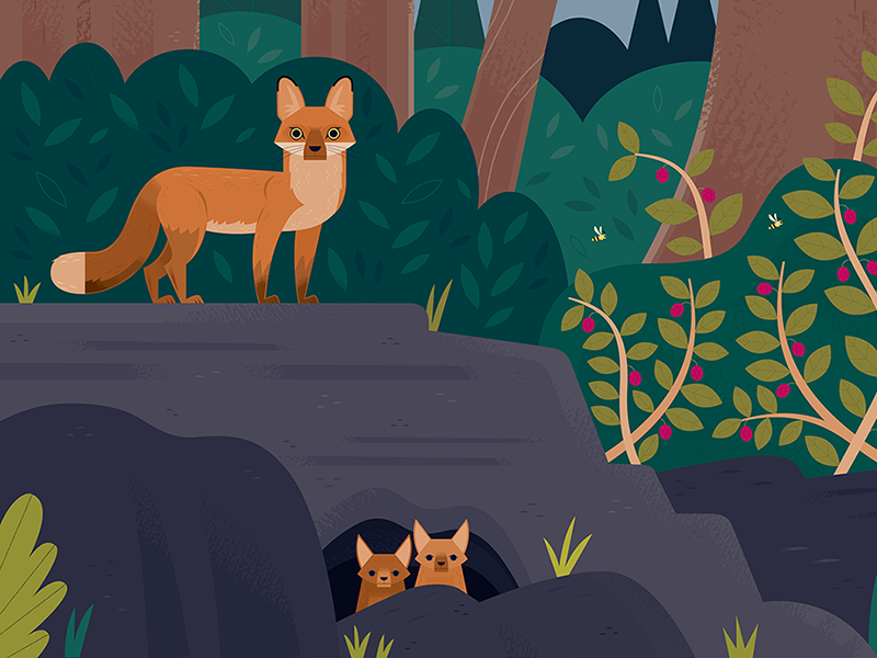 Curiosity Grove Foxes character design california fox wildlife nature.png