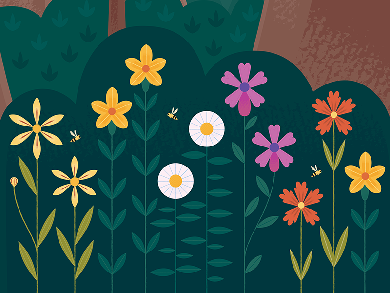 Wildflowers of Sequoia wildflowers california botanical nature springt.png