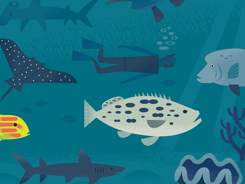 Great Barrier Reef australia scuba diving scientific illustration natu.png