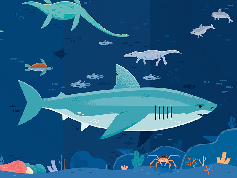 Megalodon history science wildlife nature design illustration animals.png
