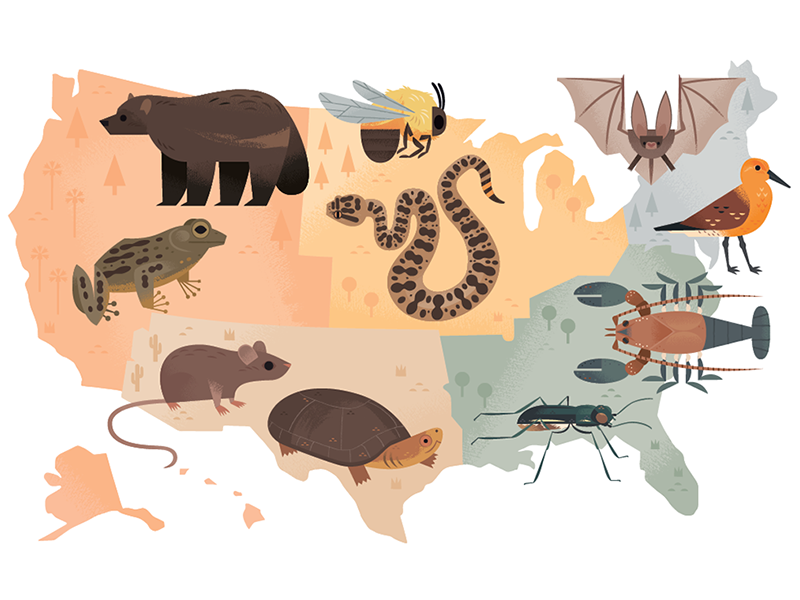 Endangered Species Map wildlife nature map design map animals illustra.png