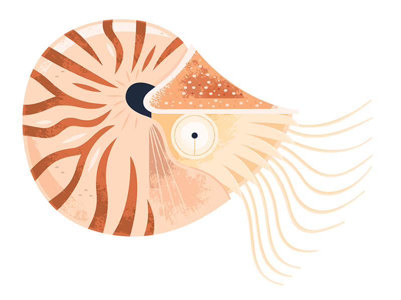 Nautilus nautilus icon spot illustration animal illustration science w.png