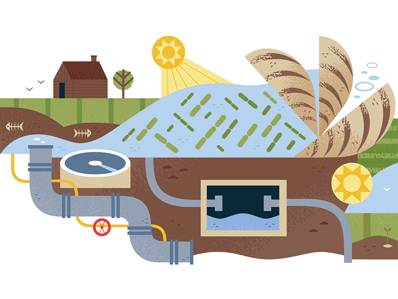 Algae Bloom vector nature scientific illustration science design infog.png
