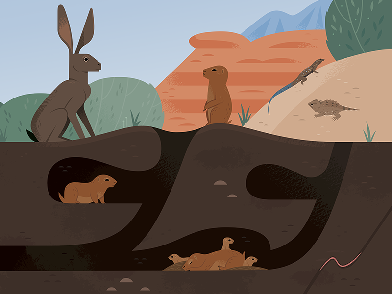 Prairie Dog Burrow desert prairie dogs vector science wildlife nature.png