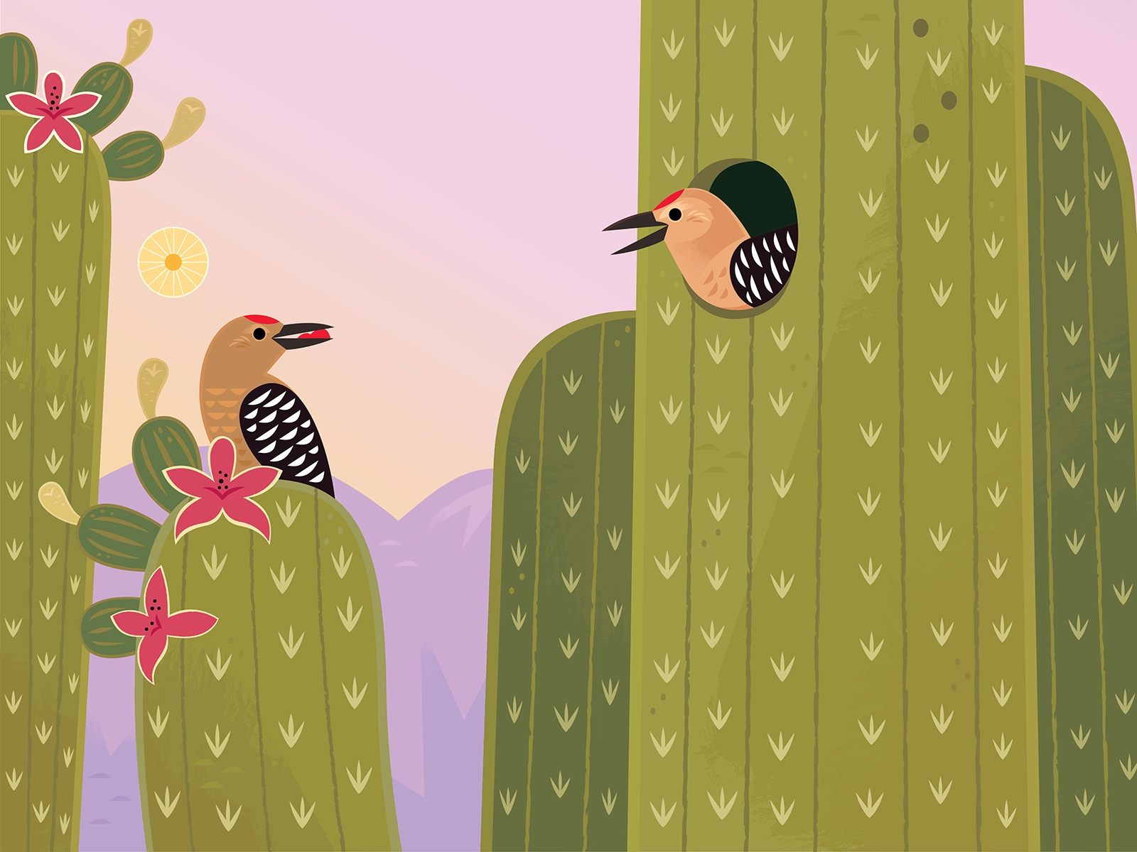 Gila Woodpecker kidlitart picture book vector woodpecker birds birding.webp