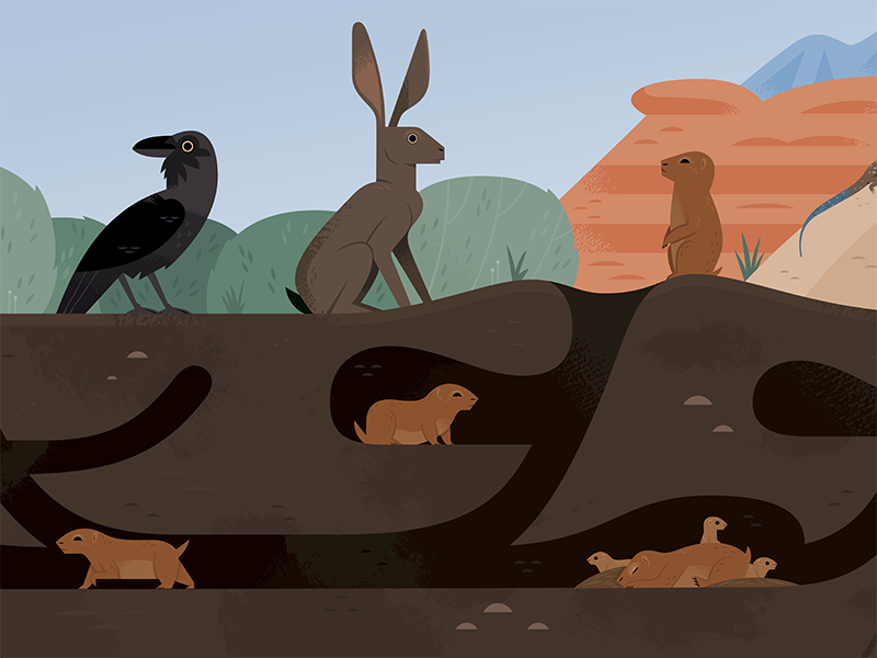 Prairie Dog Burrow animal homes vector childrens book illustration chi.png