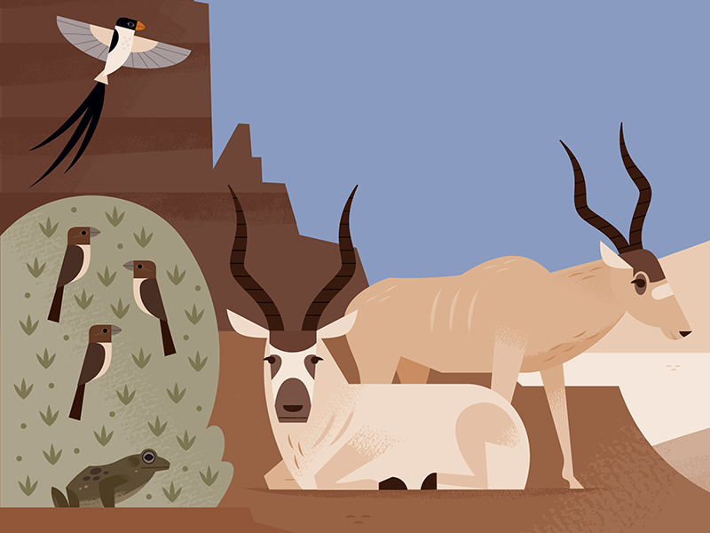 Addax science illustration science illustrated animals illustration af.png