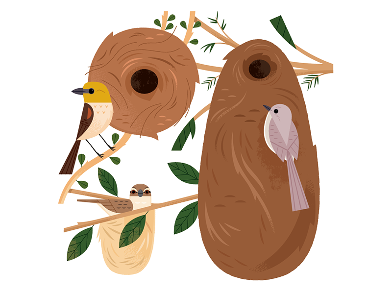 Nests childrens book science adobe illustrator vector bird nests nests.png