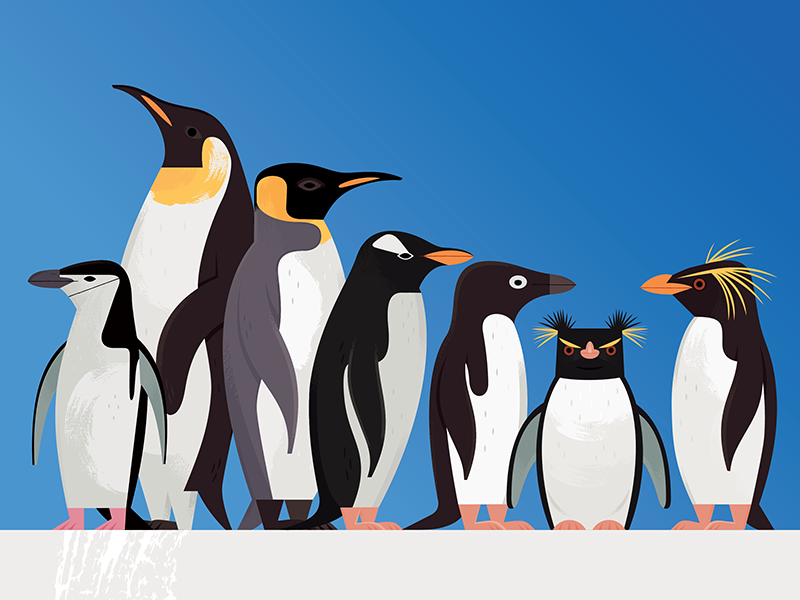 Penguins scientific illustration museum display museum birds ecology w.png