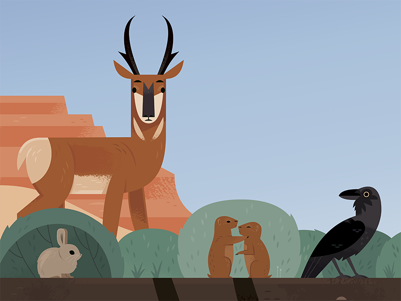 Pronghorn national parks american wildlife pronghorn raven birds prair.png