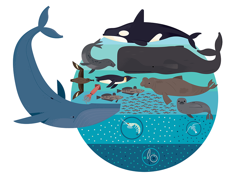 Antarctic Food Chain orca fish whales sea life ocean life wildlife ani.png