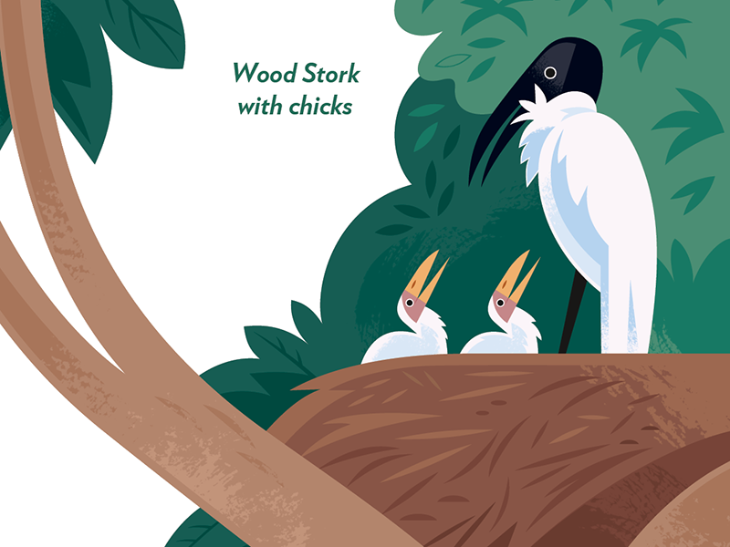 Wood Stork stork nest science nature wildlife birds illustration.png