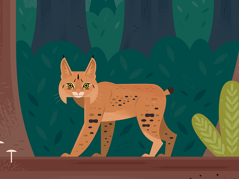 Bobcat national parks bobcat american animals forest nature wildlife a.png