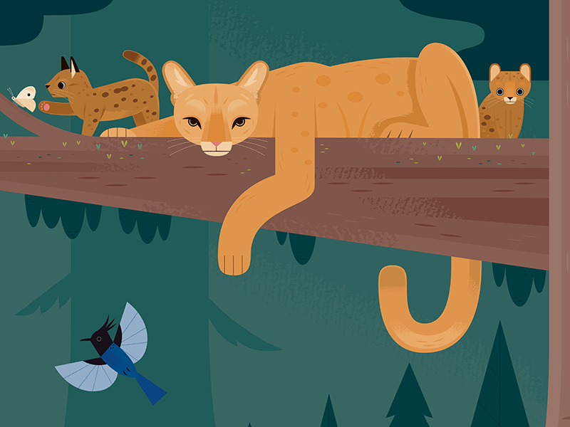 Puma Family national parks nature american wildlife mountain lion coug.png
