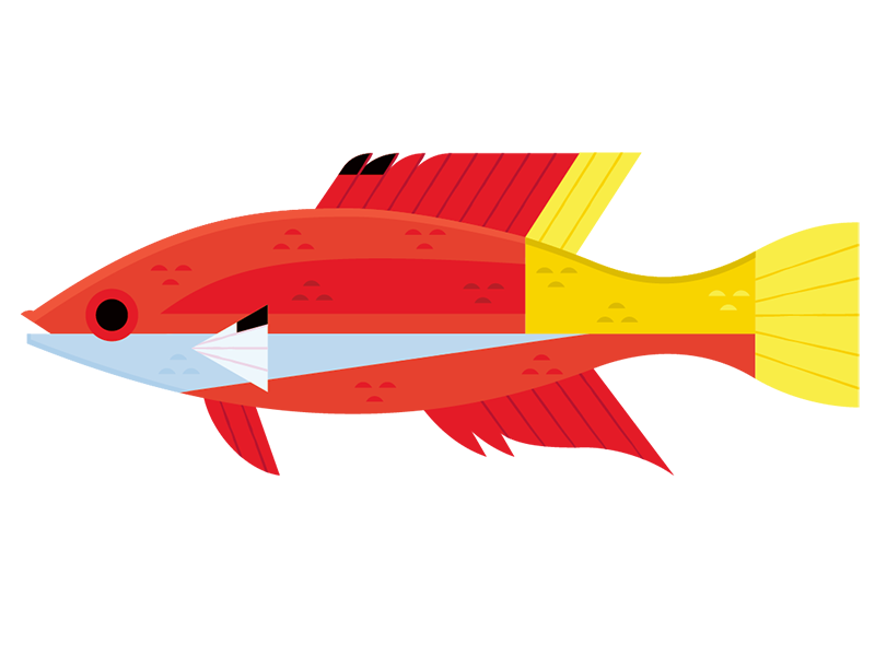 Cuban Hogfish icon design tropical fish aquarium fish fish icon icon a.png