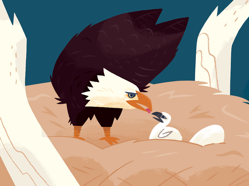 Eagle Feeding scientific illustration science illustration nature zoo.png