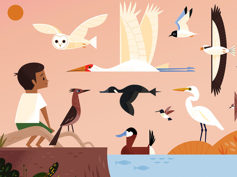 Bosque del Apache bird illustration birds nature wildlife animals anim.jpg