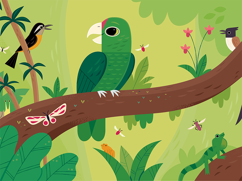 Iguaca childrens books kids lit character design birds vector wildlife.webp