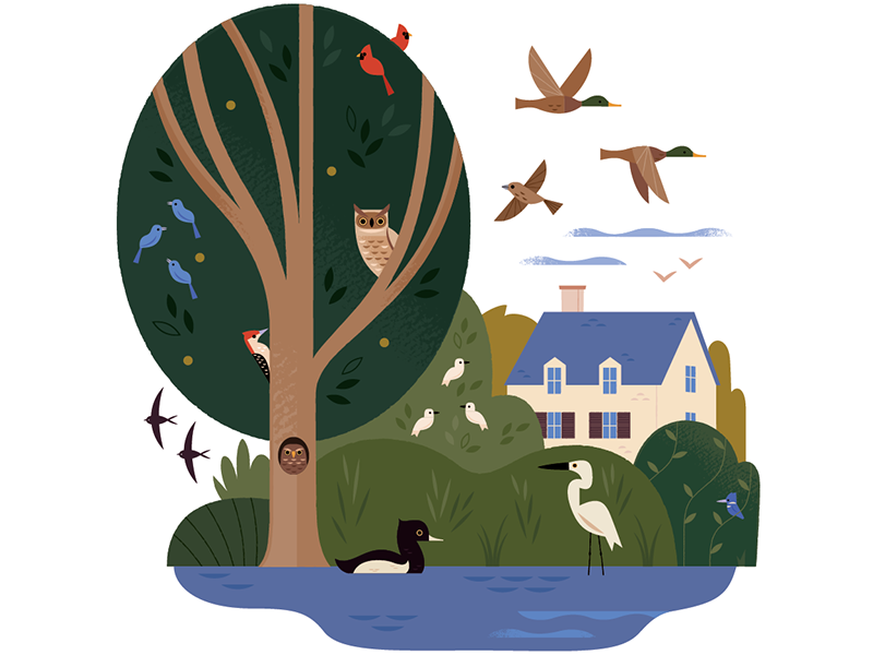 Birds Everywhere owl ducks animal illustration spot illustration scien.png