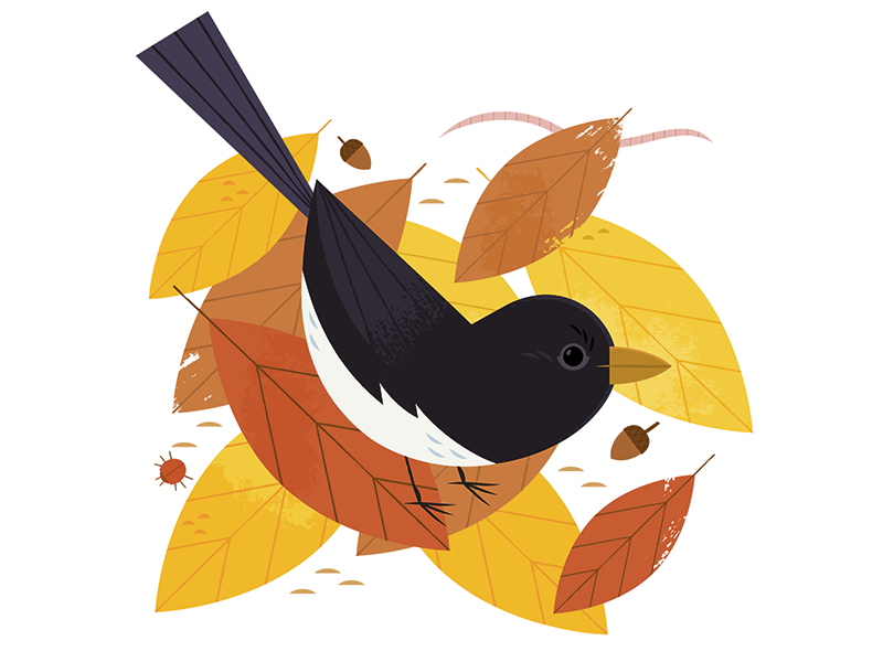 Leaf Litter bird watching autumn fall adobe illustrator vector animal.png