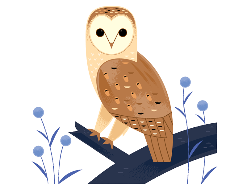 Barn Owl animals nocturnal birding nature wildlife birds owl spot illu.png