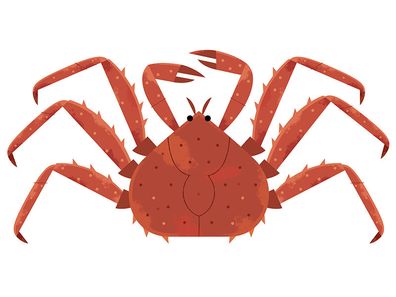 King crab alaska illustrated food food icon food crab seafood wildlife.png