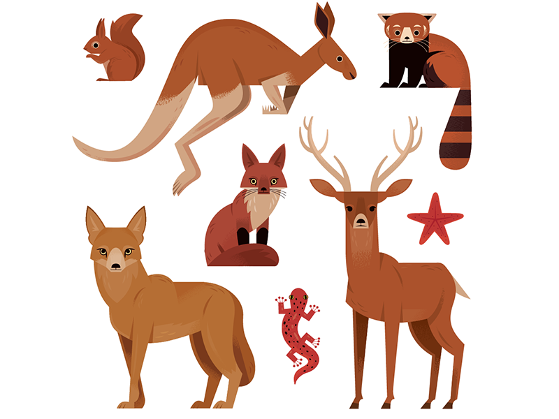 Red Animals science childrens illustration kangaroo red panda nature a.png