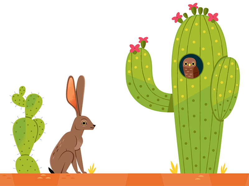 Sonoran Desert children childrens book illustration animals wildlife n.png