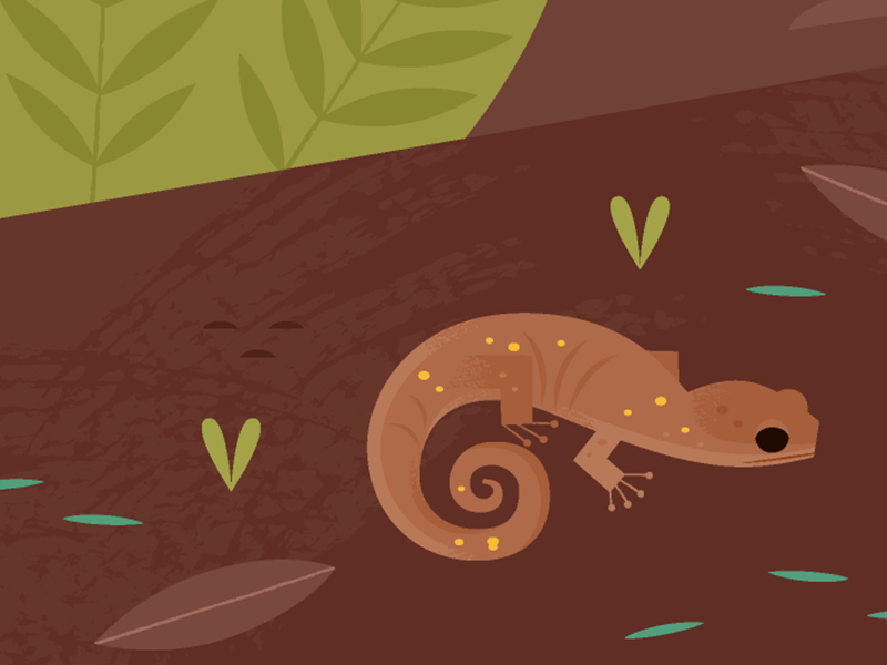 Arboreal Salamander science california nature wildlife amphibians sala.png