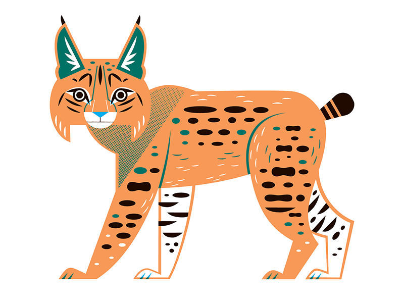 Bobcat forest mountains california nature wildlife graphic design desi.png