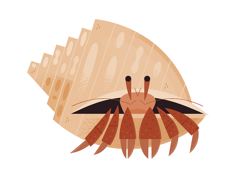Hermit Crab science aquarium icon design icons wildlife nature crab be.png