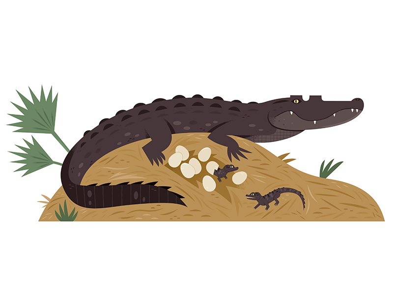 Alligator Nest spot illustration nest alligator animals vector illustr.png