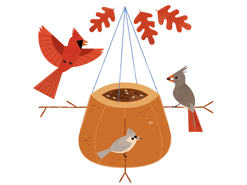 Pumpkin adobe illustrator cardinal childrens books childrens book vect.png