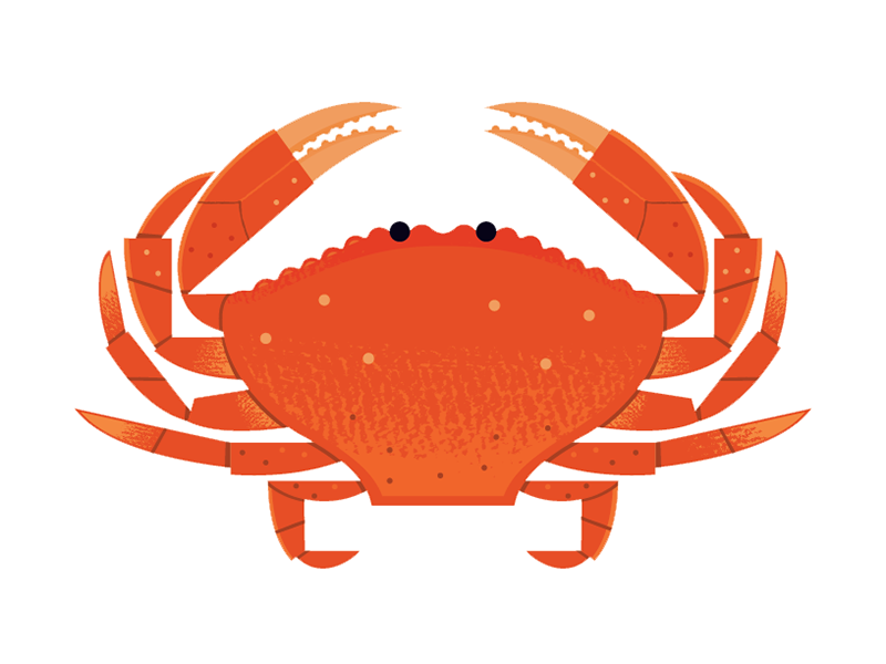 Dungeness Crab science adobe illustrator vector seafood food icon icon.png
