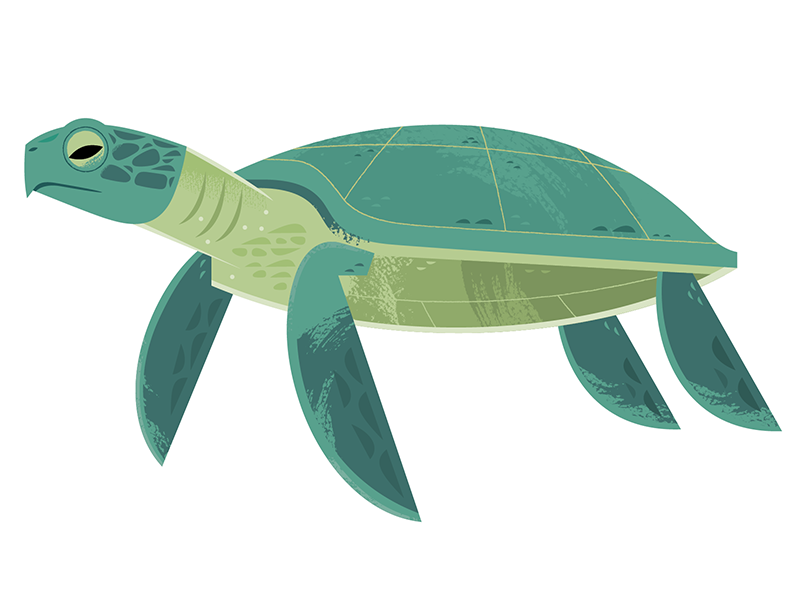 Pacific Sea Turtle science spot illustration ocean wildlife nature end.png